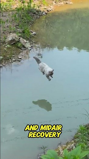 Why Are Cats So Extremely Agile?