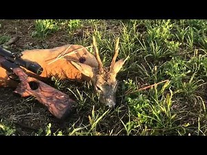 Rehbrunft 2024 mit K95 Success und GDI Bullet-Roebuck hunting