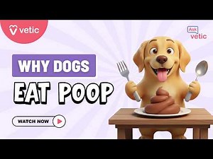 Why Do Dogs Eat Poop? | Understanding Coprophagia in Dogs | Ask Vetic