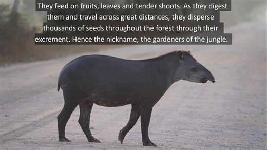 4K views · 100 reactions | Have you ever seen a #tapir? At 1st...