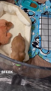 58K views · 2.7K reactions | Oh he melts my heart. Sucks a lesson of using a outside of my network vets had to come down to something like this but rest assured I always make sure my kids are taken care of. He will be 100% in just a 10 short days. | BFEBK | Facebook