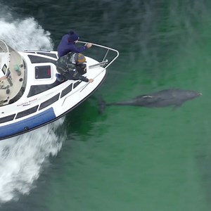 National Geographic on Instagram: "Video by @bertiegregory / A pod of bottlenose dolphins is "bow riding" with our boat off South Uist in the Outer Hebrides, Scotland. These are big dolphins, growing up to 4 meters (13 ft) and weighing about 500 kilograms (1,100 lbs). #dolphin #Underwater #wildlife #scotland"