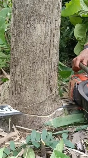 safe tree felling techniques#technique#cutting#felling