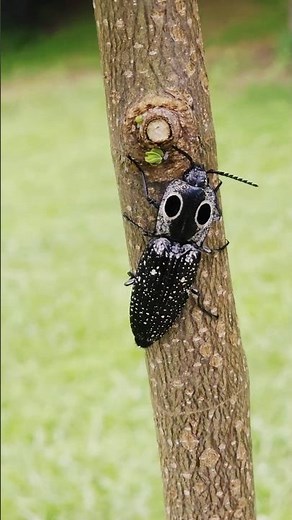 Rhea and the Click Beetle #dadlife #natureshorts #bug