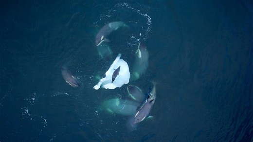 How to watch 'Expedition Killer Whale' — TV and streaming details for orca documentary