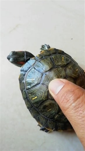 Throwback to turtle(Ninja’s) legendary spa day! 🧼🥷🐢