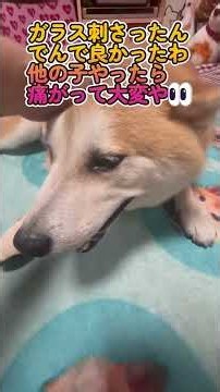 早く靴履かない生活したいなぁ😅#柴犬 #柴犬5歳 #デブ柴 #shiba#癒し#柴犬でんちゃん #愛犬#柴犬との暮らし#無駄に賢い柴犬#びびり柴犬#お喋りする柴犬#犬の怪我#柴犬でんちゃん#犬の靴