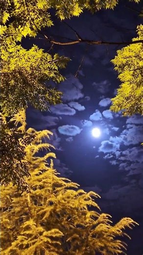 Dancing Trees and the Shy Moon - A Serene Timelapse