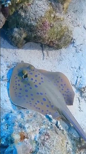 Meet the Electric Ray - the Shark Stunner