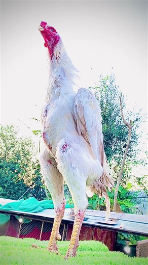 #creatorsearchinsights #foryoupageofficiall #foryoupage #viralvideo #parrotbeakaseel #unfrezzmyaccount #foryou #europe #foryoupage