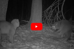 Watch: Two Bobcats Defend Their Meal From a Coyote