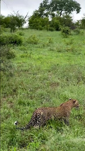 Leopards vs Hyenas - Watch the Dramatic Escape!