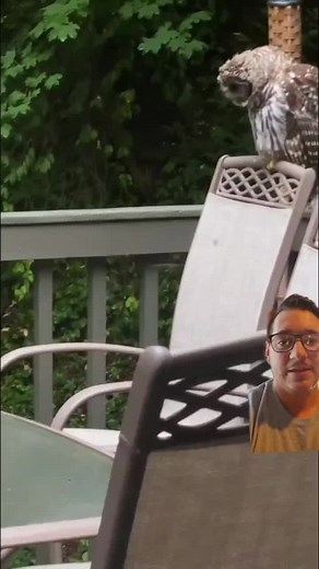 Understanding Owl Pellets: Nature's Educational Lesson