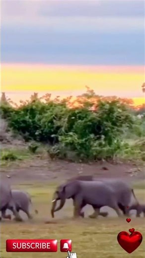 Elephant Family Bond Heartwarming Moments in the Wild