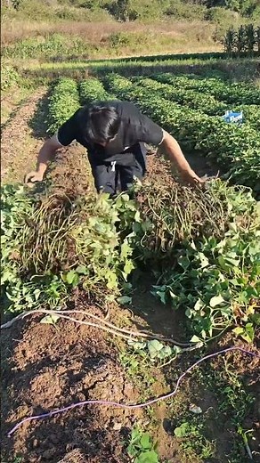 农村拔红薯藤的快速方法#shorts