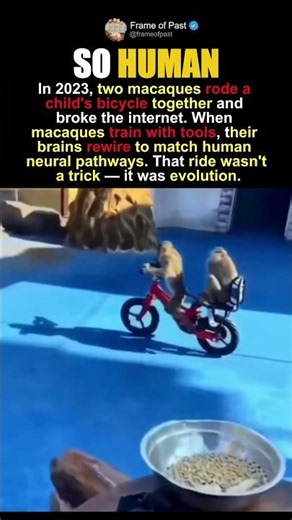 Two Monkeys On A Bike And The Science Behind It