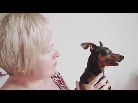 The One Doberman Secret That Owners Regret Learning Too Late