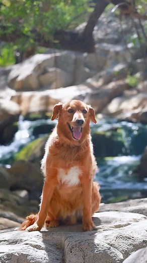 3 BEST Dog-Friendly Hikes with Stunning Views in Mammoth Lakes, CA! 📍 Rainbow Falls via Devils Postpile Trail (4.9 mi | 534 ft gain) This is a must-do hike in Mammoth! The trail takes you through the Devils Postpile National Monument before leading to a breathtaking 101-ft waterfall. Dogs are welcome on-leash, and there are plenty of shady spots along the way. It can get busy, so starting early is best — plus, summer months often require a mandatory shuttle to access the trailhead. 📍 Mammoth M