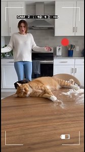 15K views · 125 reactions | Cat Actor 藍 | Wendy Lora | Facebook