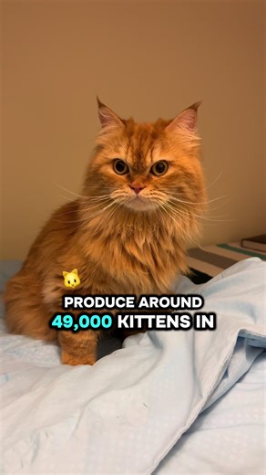 10 interesting cat facts cat owners do not know!😻😻😻🤩🤩🤩 #cat #catsoftiktok #catlover #like #follow