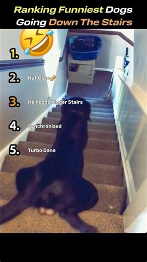 Ranking the funniest Dogs going down Stairs