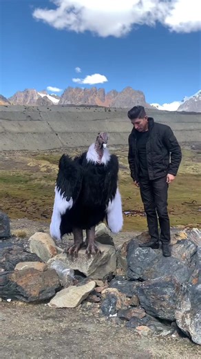 Face-to-face with the spirit of the Andes 🦅 While this is a costume, real Andean condors boast an impressive 10.5-foot wingspan and can be spotted gliding on mountain thermals in places like Peru’s Colca Canyon 🪶 GuideGeek is your secret weapon for discovering Peru's most extraordinary experiences, visit GuideGeek.com 📲 🎥 @andesnaestrada on IG #AndesMountains #Peru #AndesCondor