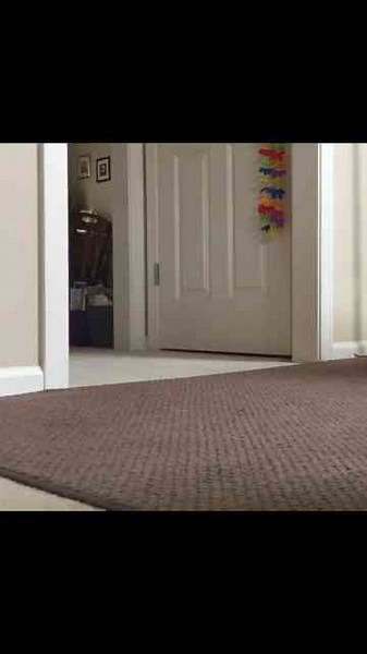 Too Cute to Handle: Meet the Pig That's Breaking the Internet!