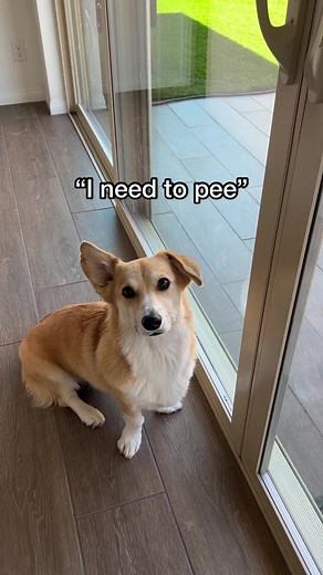 Funny Dog Fails Compilation - Corgi and Pomeranian TikTok Videos