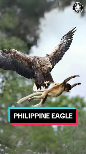 Meet the Majestic Philippine Eagle - The Monkey-Eating Bird