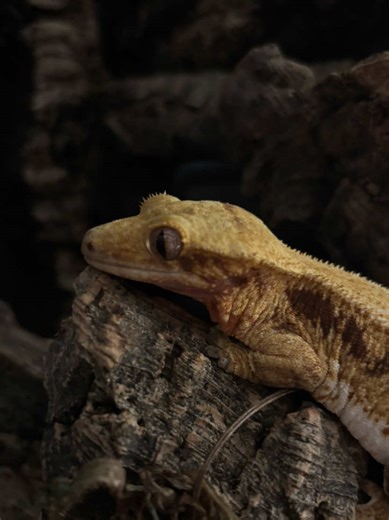 Understanding Proper Guinea Pig Care