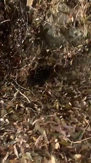 Porcupine found in Australia? #Porcupine #Echidna