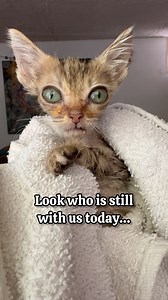 Tinkie is miraculously still alive. I swear it must be because of all the good vibes you are all sending her way. Please keep it coming. Although I am not really hopeful, I continue to hope in spite of it all. I’ve done this so many times, that I just kinda know. I’m always open to miracles though, so maybe, just maybe, Tinkie has a chance…. | Balam Says