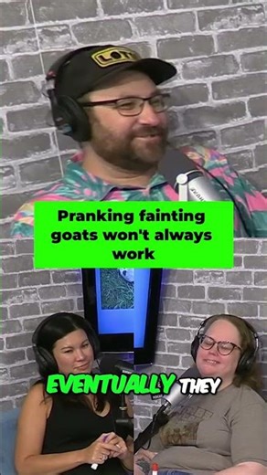 Goat Prank Wars! How Goats Get Used to Threats - Wild! #shorts #faintinggoats #pranks #comedy