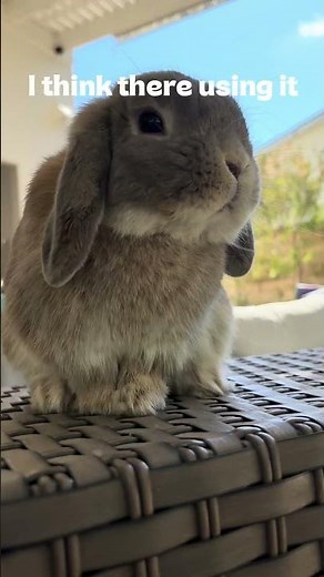 Very important poop!💩 #bunny #funnypet #funny #cuteanimal #funnyanimals #mycuterabbit #rabbitshort