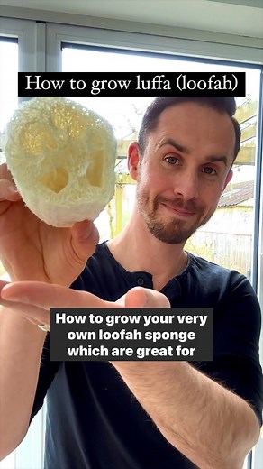 Michael Griffiths on Instagram: "How to grow luffa (loofah) sponge We do this in late winter or very early spring as it takes a long time for luffa plants to grow and for the fruit to ripen Source your luffa seeds. The main issues with luffa seeds is that they can be difficult to germinate. I find that taking a pair of nail clippers and lightly snipping the rounded end (not the knobbly end) helps get water into the seed and makes it germinate faster. Then throw the seeds into a bowl of water to