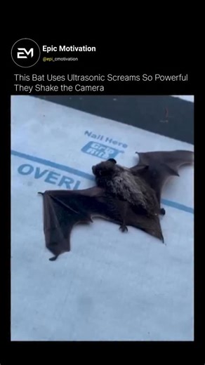 Epic_Motivation on Instagram: "🦇 This Bat Screamed… And the Camera Started SHAKING 😳 It looks like pure nightmare fuel. A bat opens its mouth — and suddenly the entire frame starts vibrating. 📸⚡ But here’s the twist: The camera isn’t shaking from sound. It’s shaking because technology is struggling to keep up with nature. 🤯 Bats use ultrasonic screams louder than a jet engine — over 140 decibels — but at frequencies humans can’t hear. When the bat vibrates its muscles before takeoff, the cam