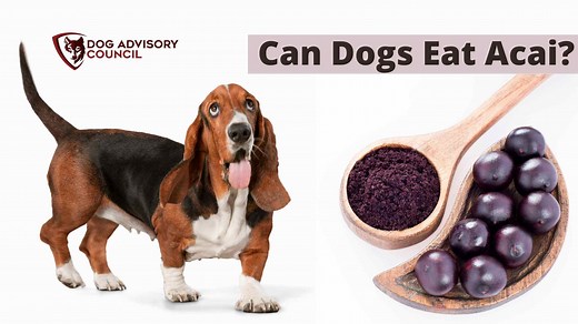 Can Dogs Eat Acai? (Bowls Or Berries) All You Should Know | Dog Advisory Council