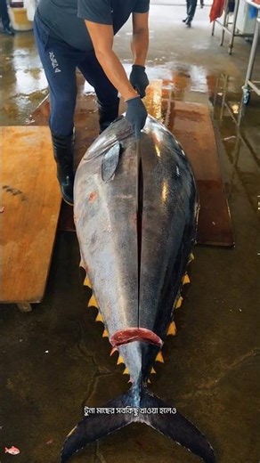 Why Don’t People Eat Tuna Fish Skin? 😱🐟 #facts #trending #shorts