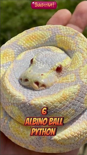 Top 10 Most Beautiful Snakes in the World