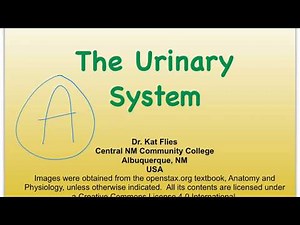 7A Urinary Urine
