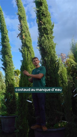 Massif avec un Saule Crevette en plante principale | Idées et conseils de plantation Pour recréer ce massif chez vous, vous aurez besoin : 👉 Saule Crevette 👉 Cyprès Totem 👉 Plantes couvre sol : Heuchères et Hostas 👉 Cerisier du Japon Commandez directement sur 👉 les-plantes-ile-de-france.com (lien en bio) 🚚 Livraison à domicile dans toute la France 🛠️ Service d’installation disponible partout en Île-de-France 📧 Intéressé(e) ? Contactez nos conseillers : contact@planteidf.fr - 01 84 80 65 