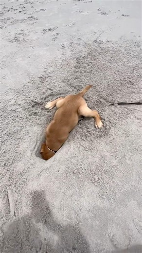 Why Dogs Should NOT Eat Sand! #goodtoknow #vet #medicine #lifehacks #funfacts #educational #hacks