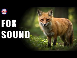 FOX SOUND - WILD ANIMAL SOUNDS - The Best Sound Effects