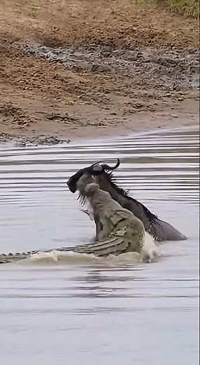 Crocodile Ambush Leaves Antelope Fighting For Survival