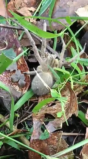 Big grey spider