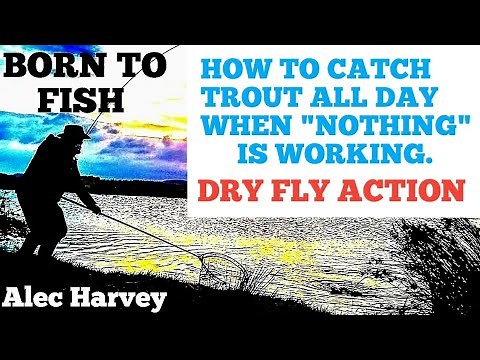 FLY FISHING - DRY FLY FISHING FOR TROUT. ( NOTHING FLY)