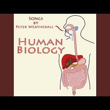 Endocrine System Song