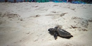 Baby sea turtle pops from Orange Beach nest thrilling beachgoers