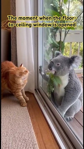 She Was Ready to Fight… Until the Window Opened All the Way 😳🐨 #cat