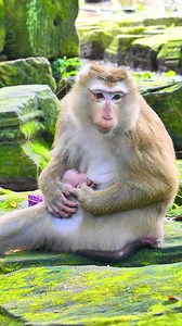 102K views · 2.6K reactions | Monkey Magic on Reels | Facebook